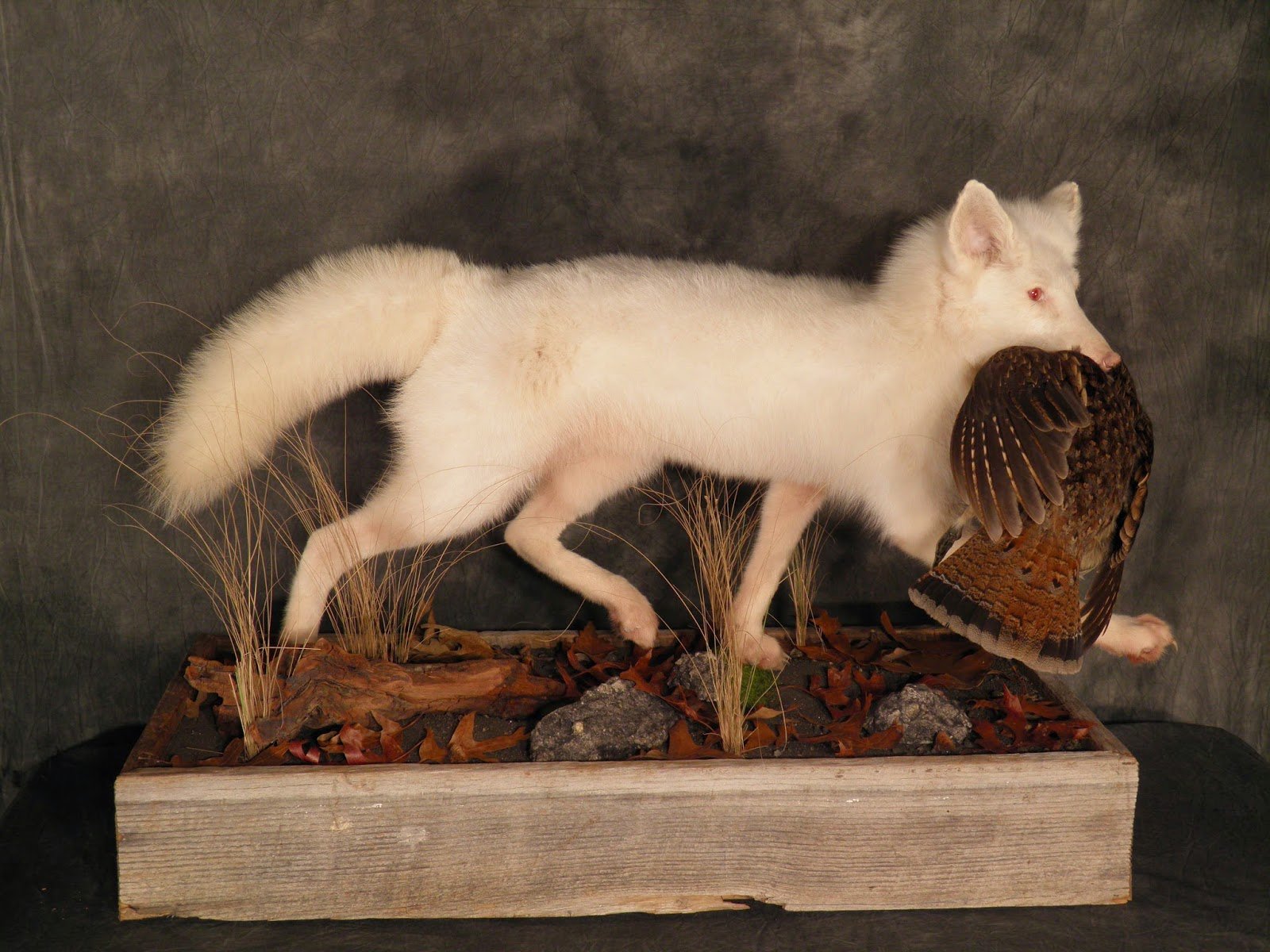  Albino Red Fox with Ruffed Grouse in Barnwood Base (Copy)