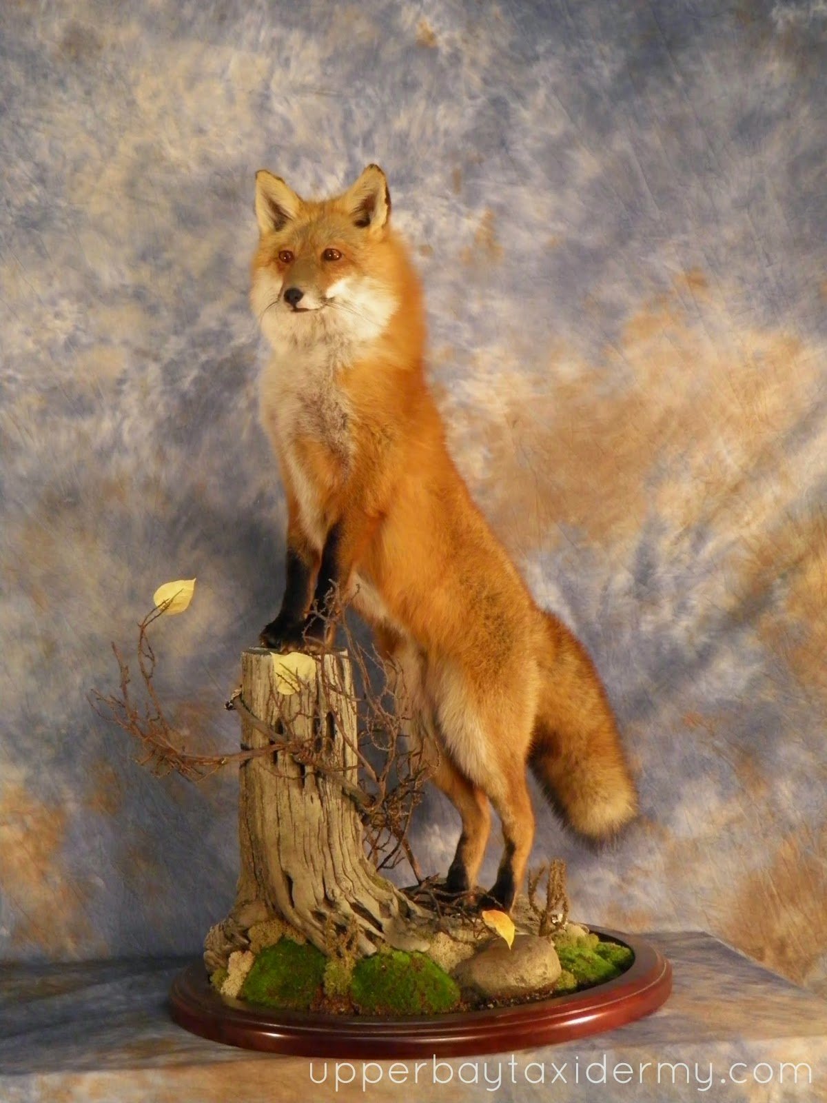  Red Fox Standing Front Elevated on Stump in Oval Habitat Base (Copy)