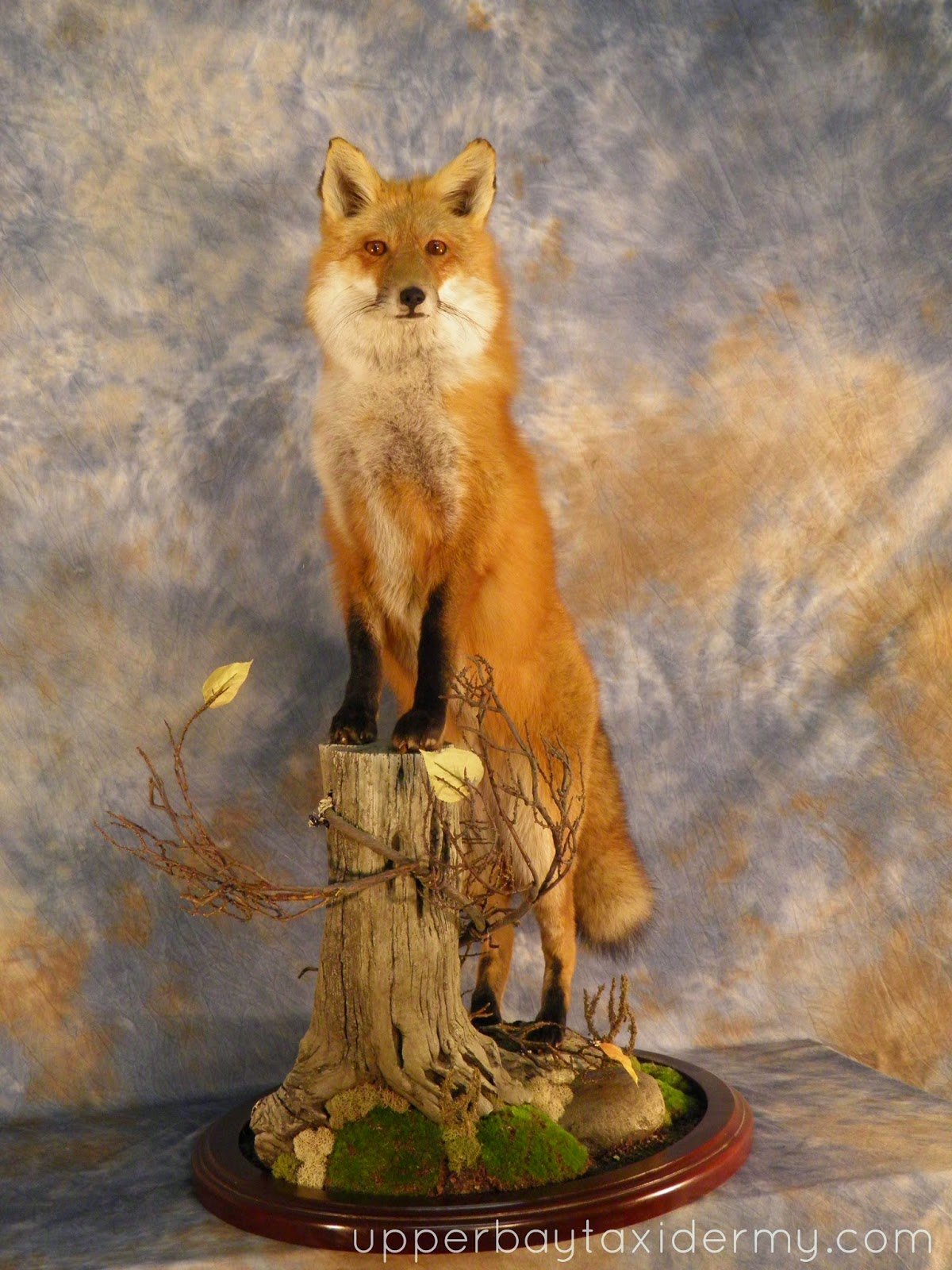  Red Fox Standing Front Elevated on Stump in Oval Habitat Base (Copy)