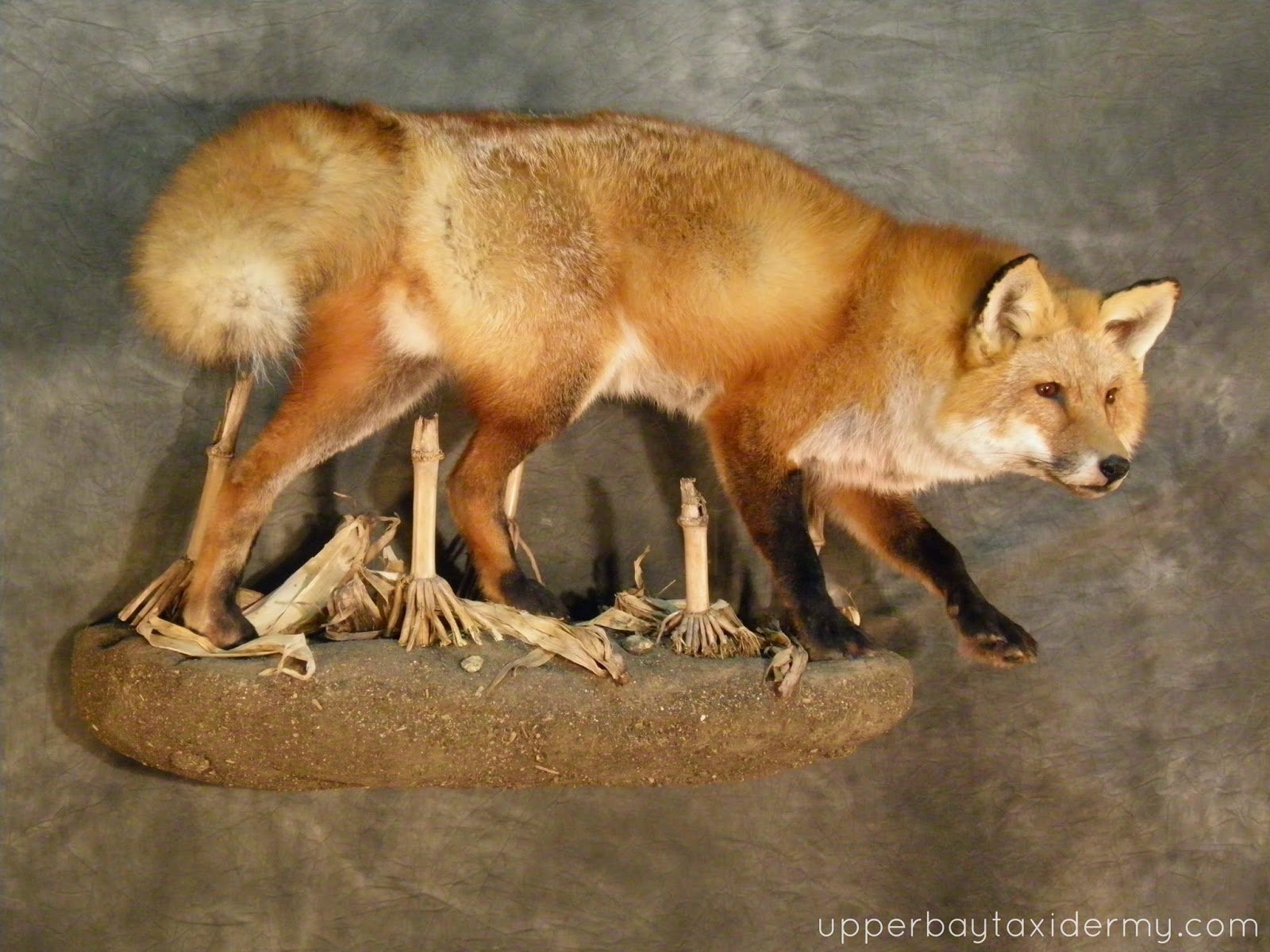  Red Fox Stalking on Wall Mount Base with Cornfield Habitat (Copy)