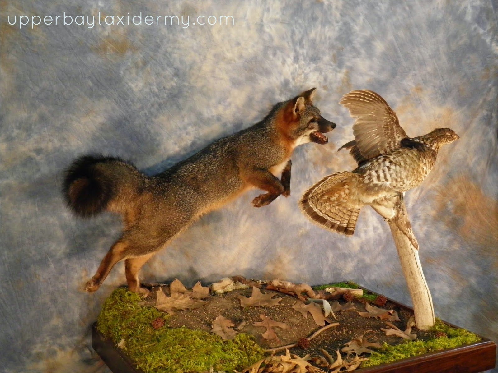 Gray Fox Flushing Red Fox in Walnut Floor Base (Copy)