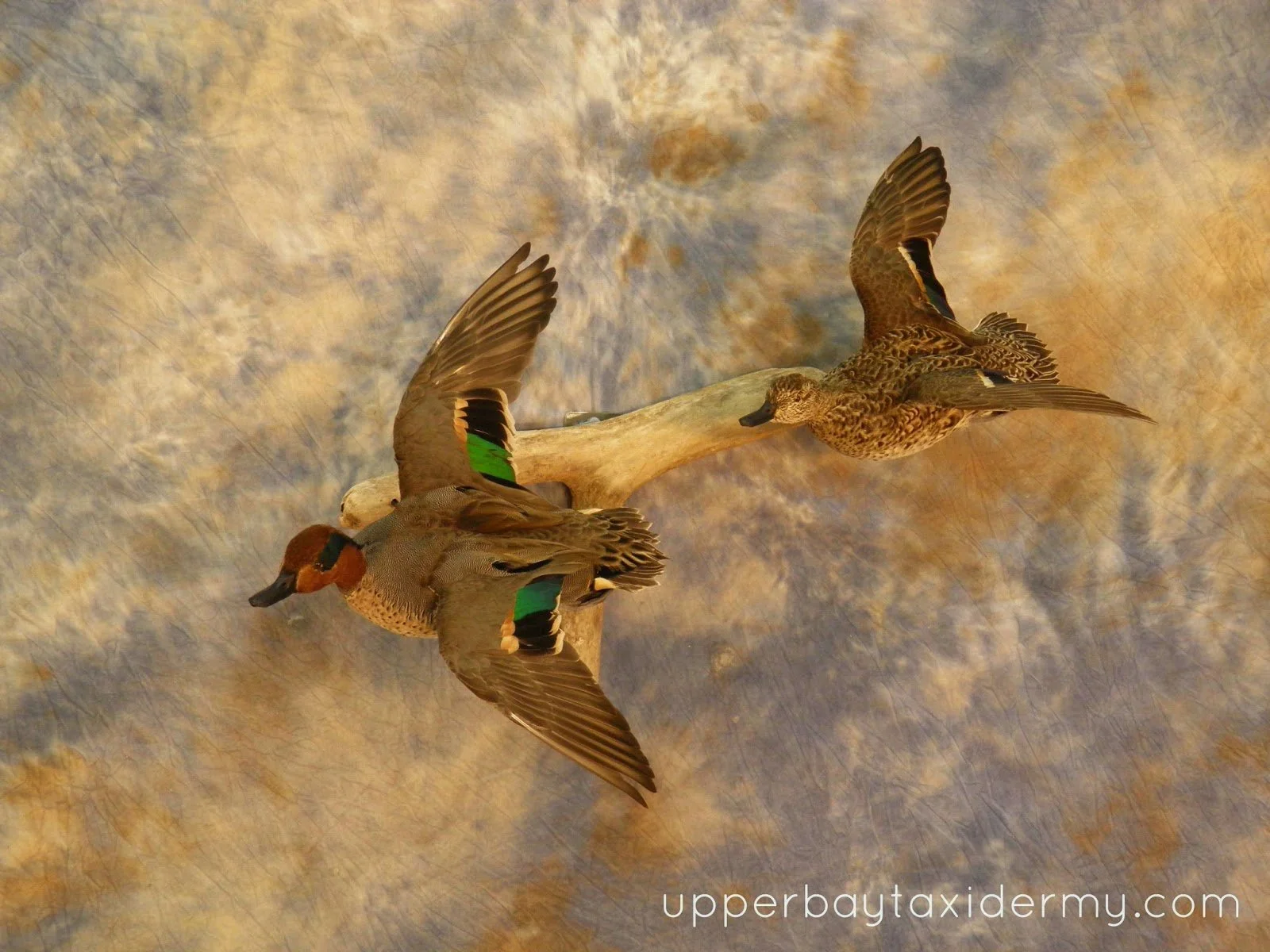 Greenwing Teal Pair, Flying Wall Mount together on Driftwood to Left﻿