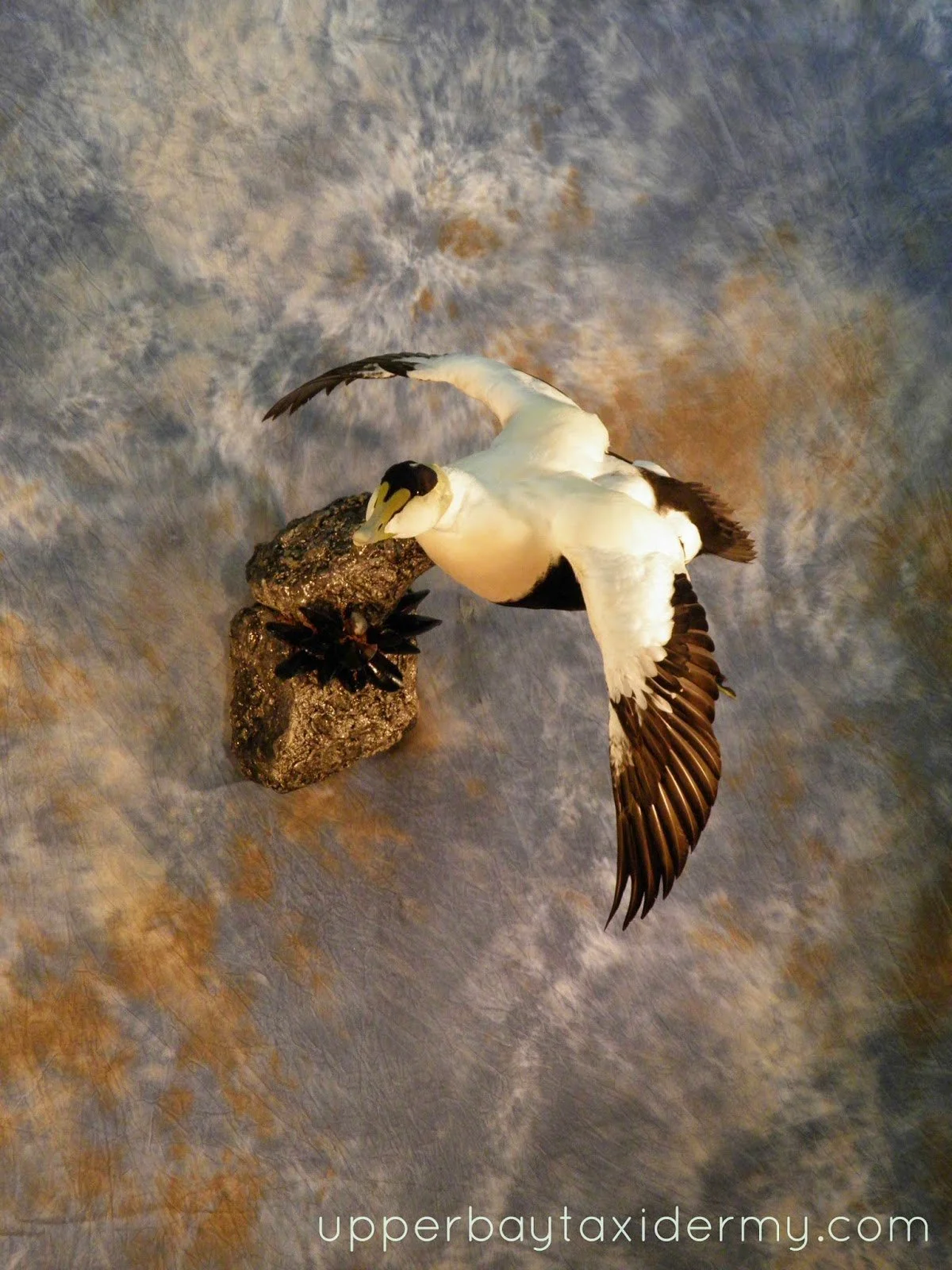  Atlantic Eider, Banking Around Cupped, Wall Mount on Artificial Rock