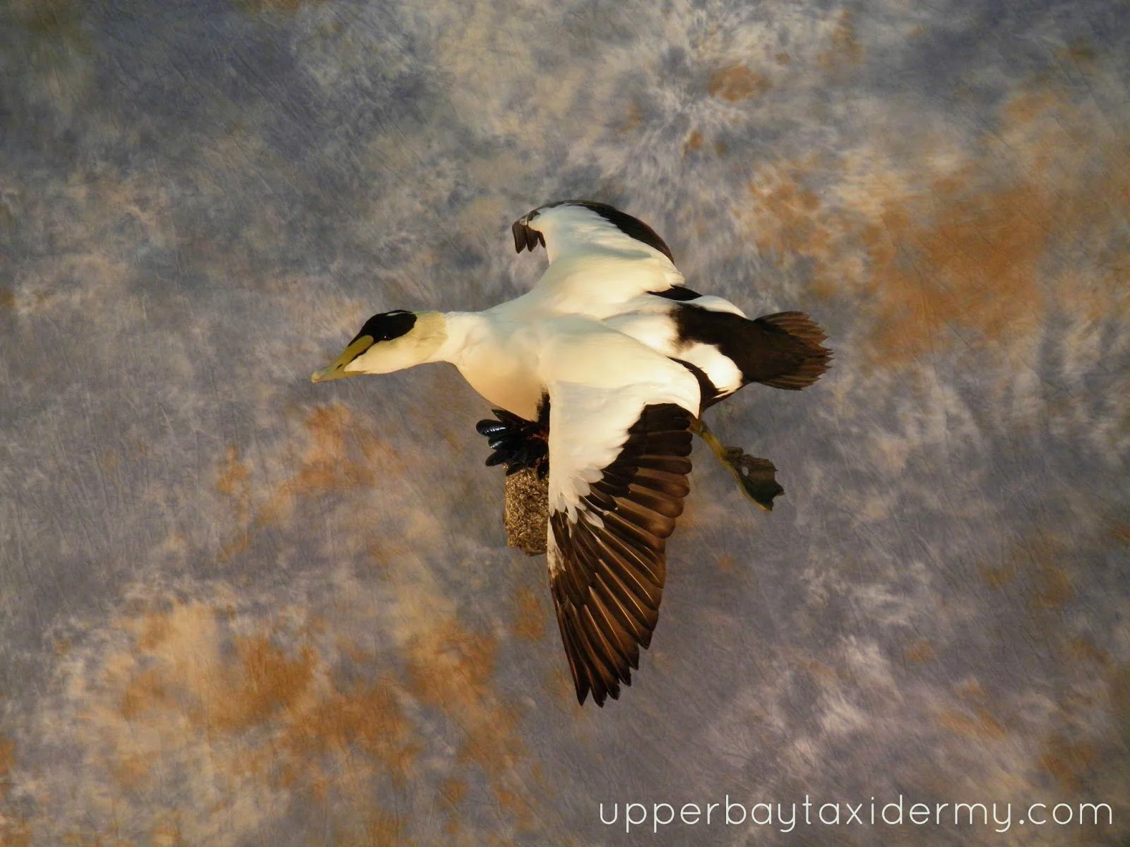  Atlantic Eider, Banking Around Cupped, Wall Mount on Artificial Rock