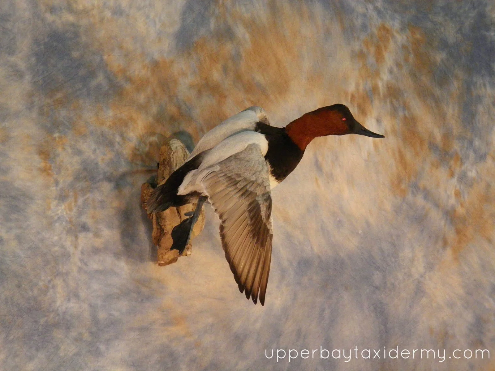  Canvasback Drake, Tolling Wall Mount to Right on Driftwood