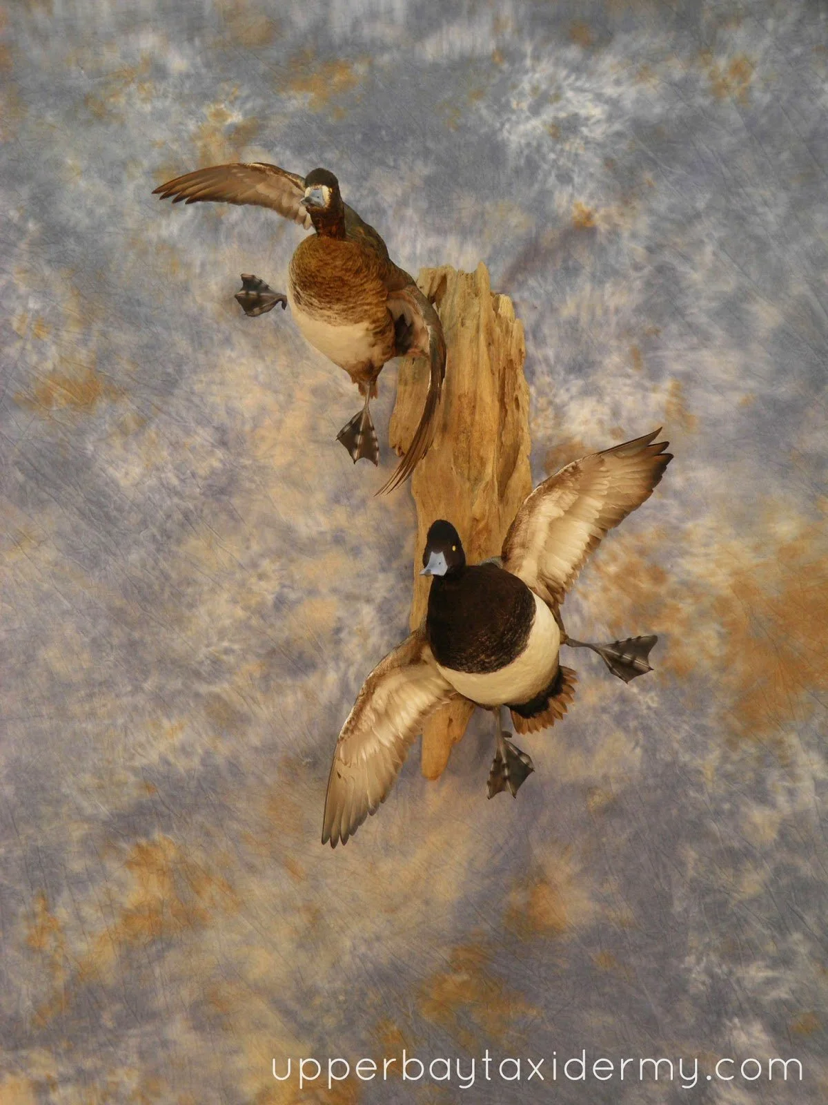  Lesser Scaup Pair, Tolling Wall Mount Straight Out on Driftwood, Tilted Opposite Directions