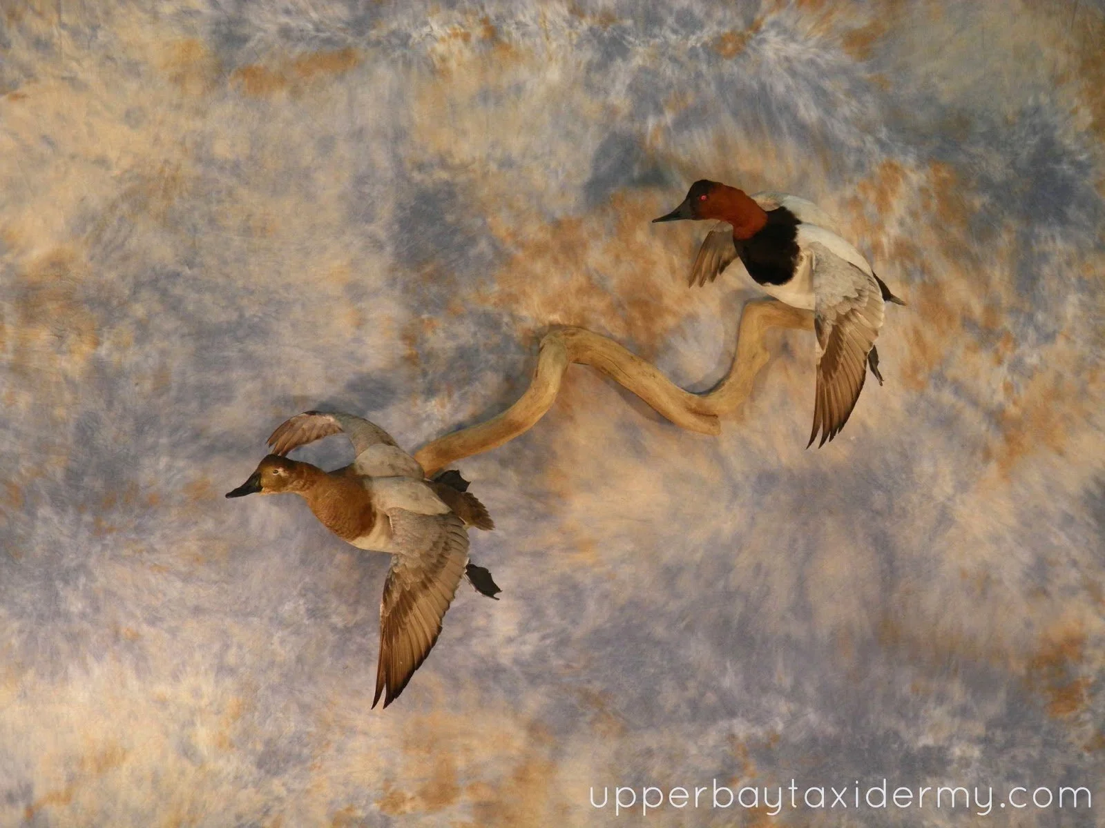  Canvasback Pair, Tolling Wall Mount on Driftwood