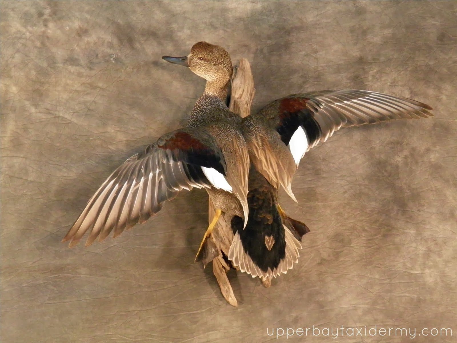 Gadwall Flying Upward Wall Mount (Copy)