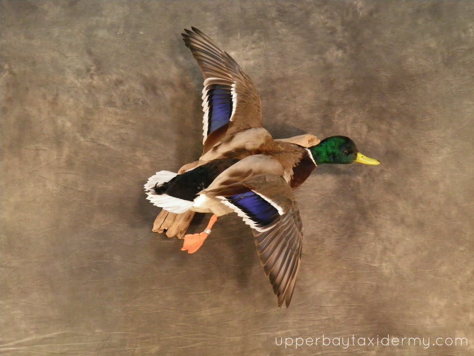 Mallard Flying Wall Mount (Copy)