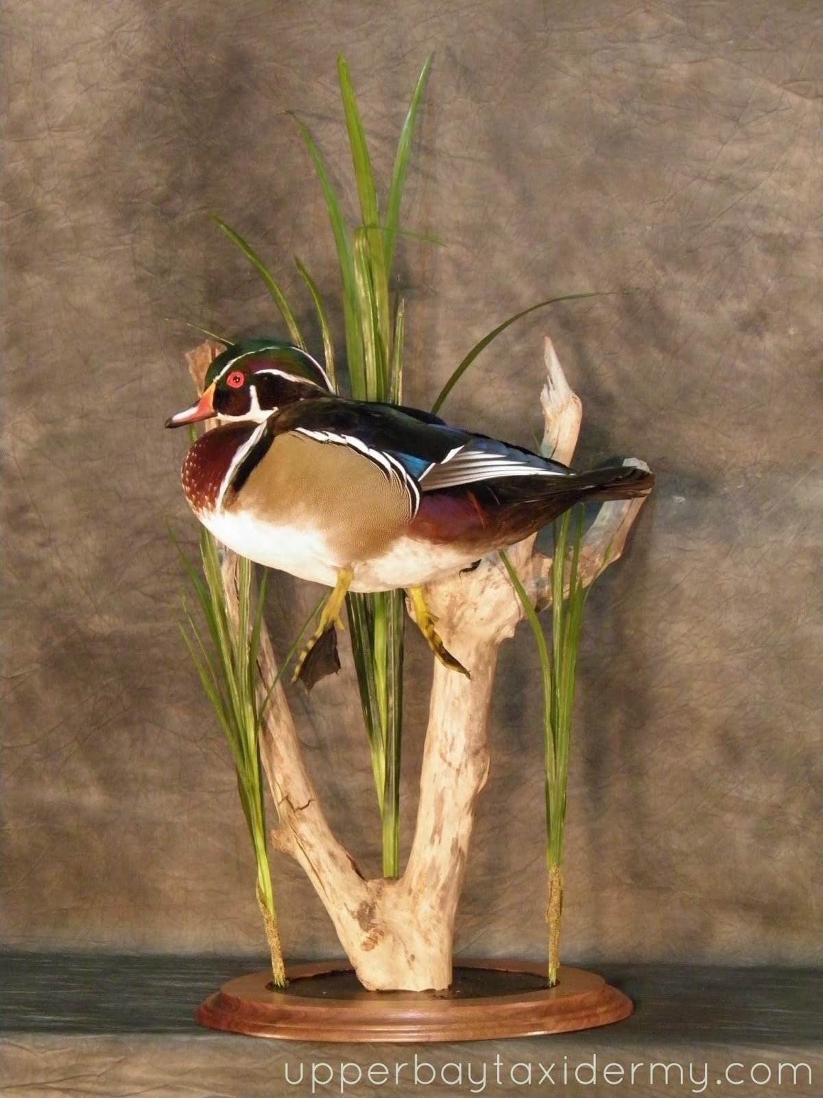 Woodduck Swimming Table Mount (Copy)