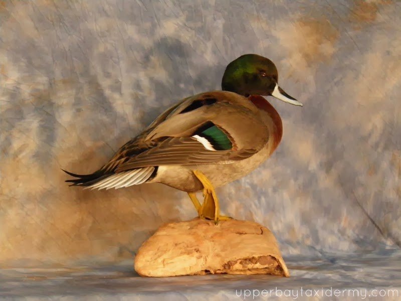 Mallard x Pintail Hybrid Table Mount (Copy)