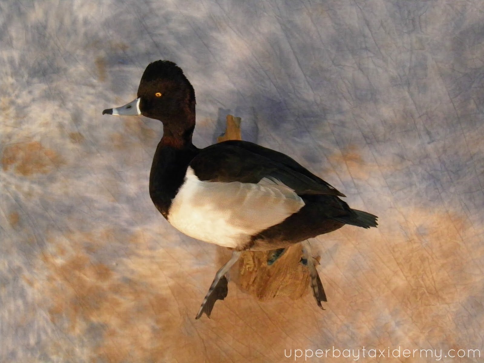 Ringneck Duck Swimming Wall Mount (Copy)