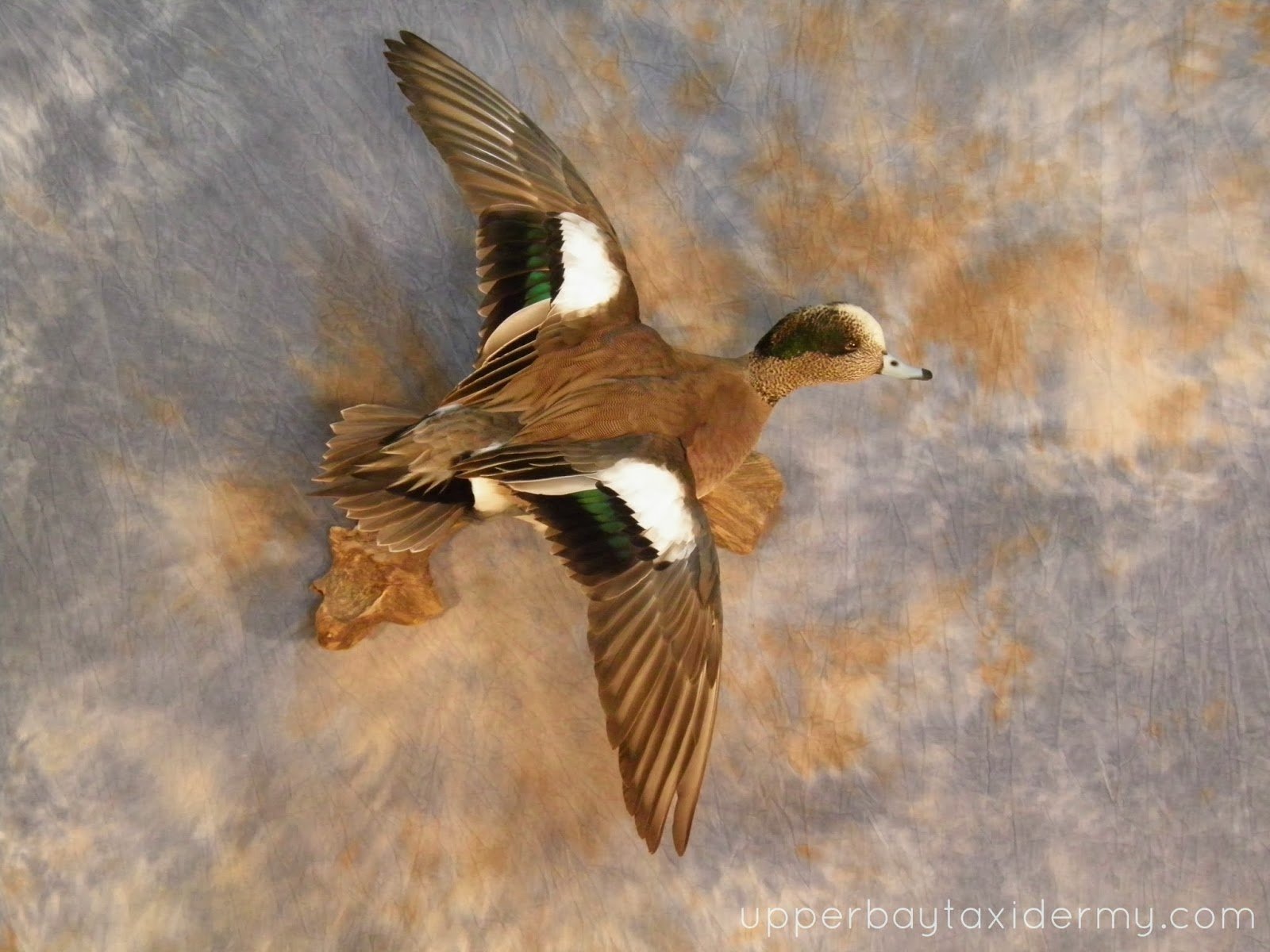 Widgeon Flying Wall Mount (Copy)