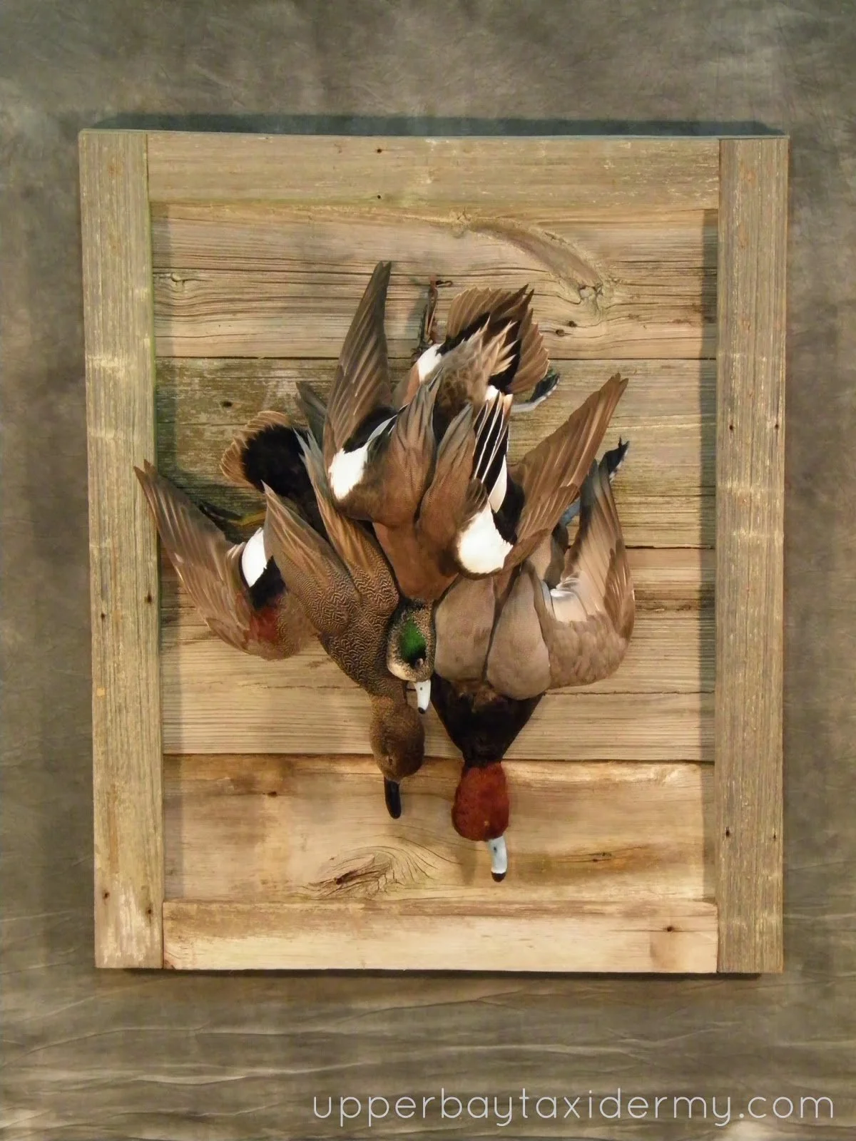 Gadwall, Widgeon, Redhead Hanging Dead on Barnwood