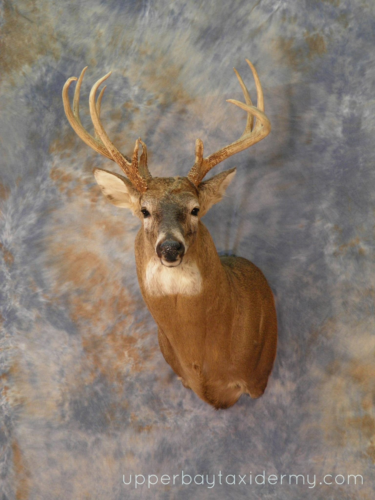 deer head 2.JPG