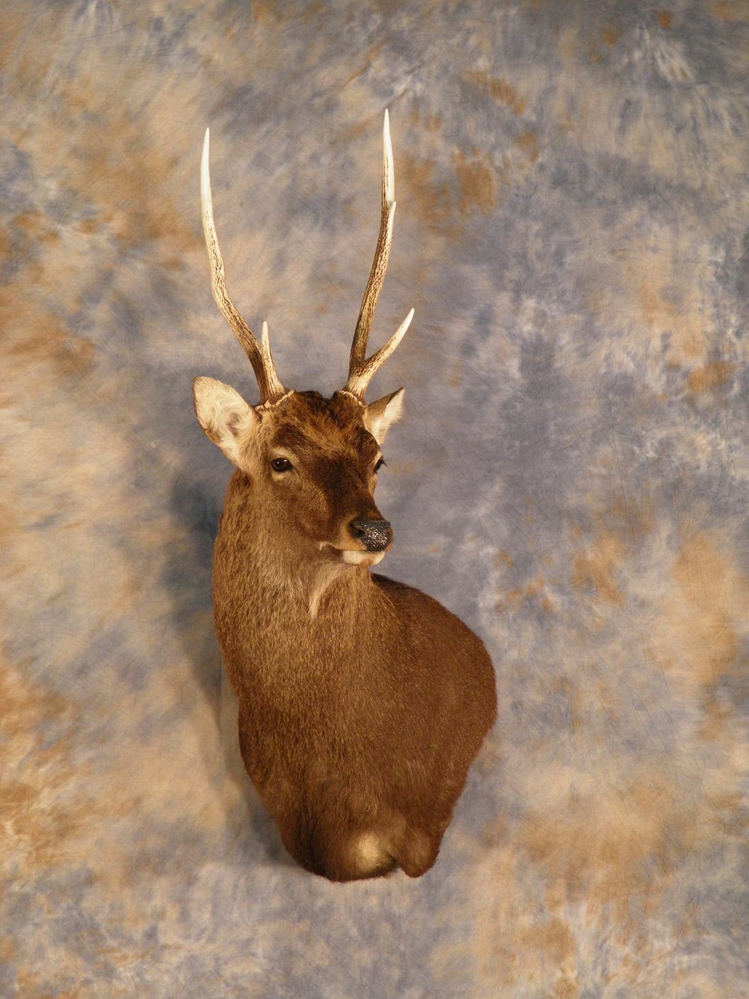 deer head 3.JPG