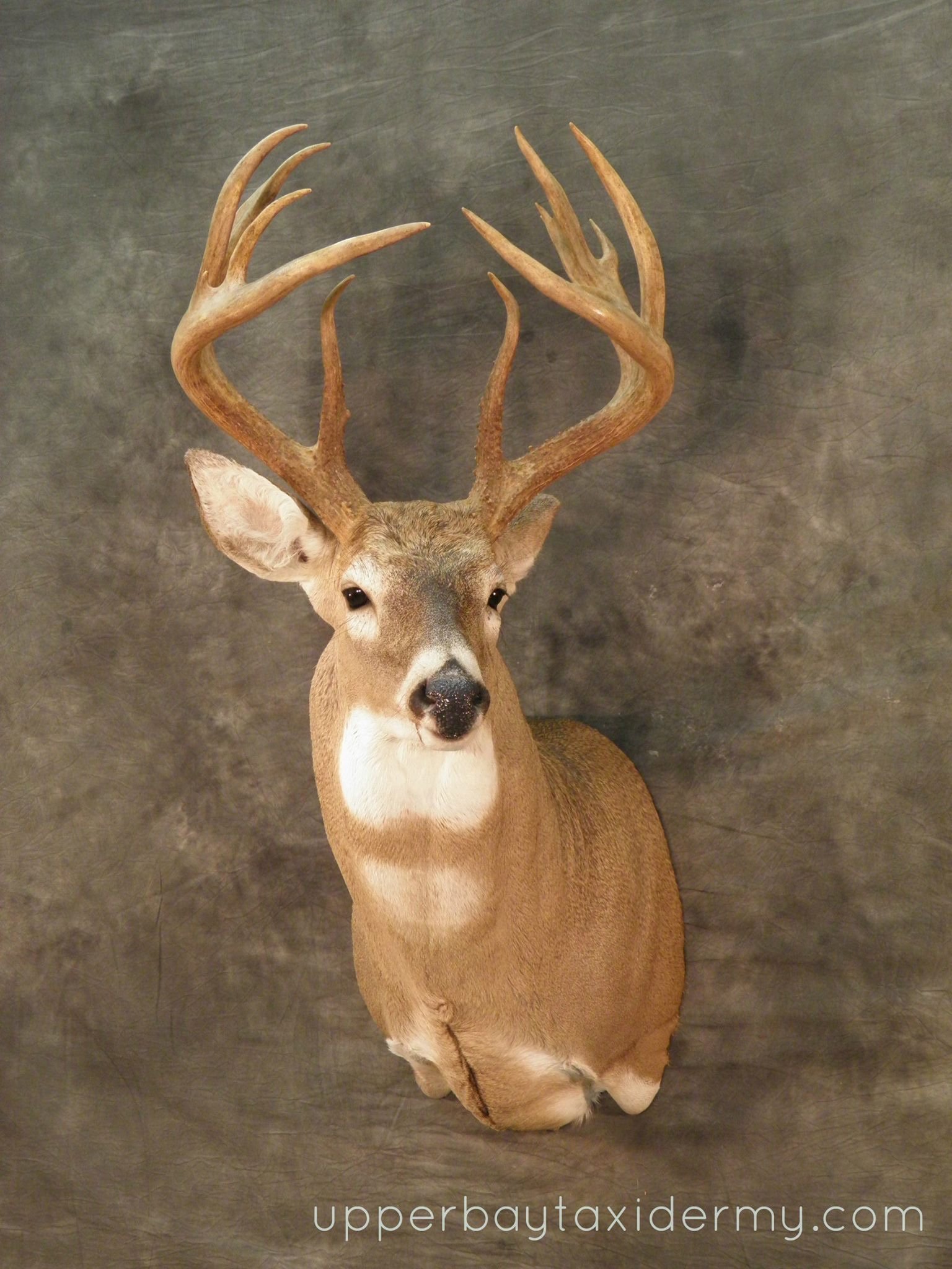 deer head 5.JPG