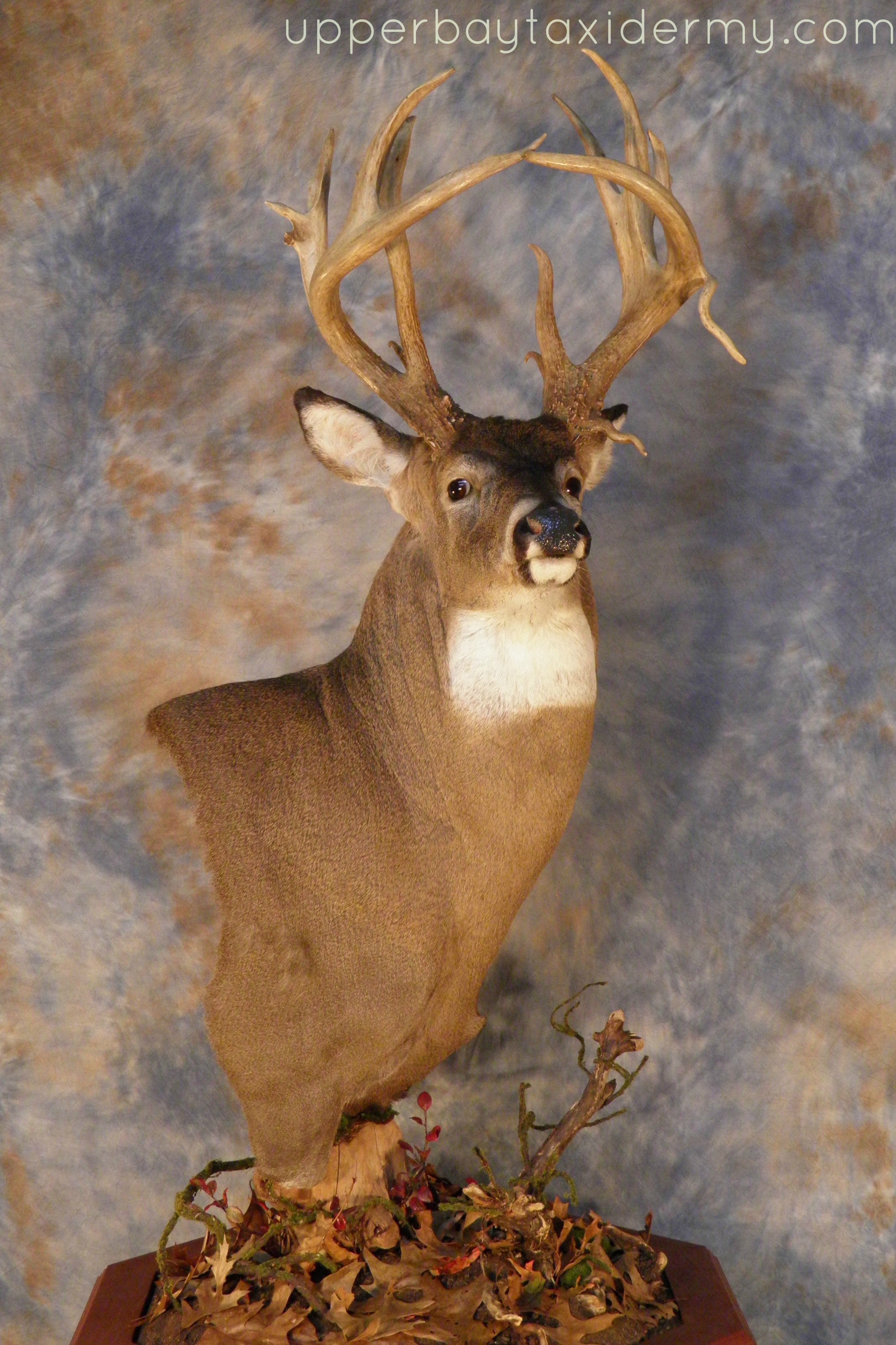 Winchester buck pedastel 5.JPG