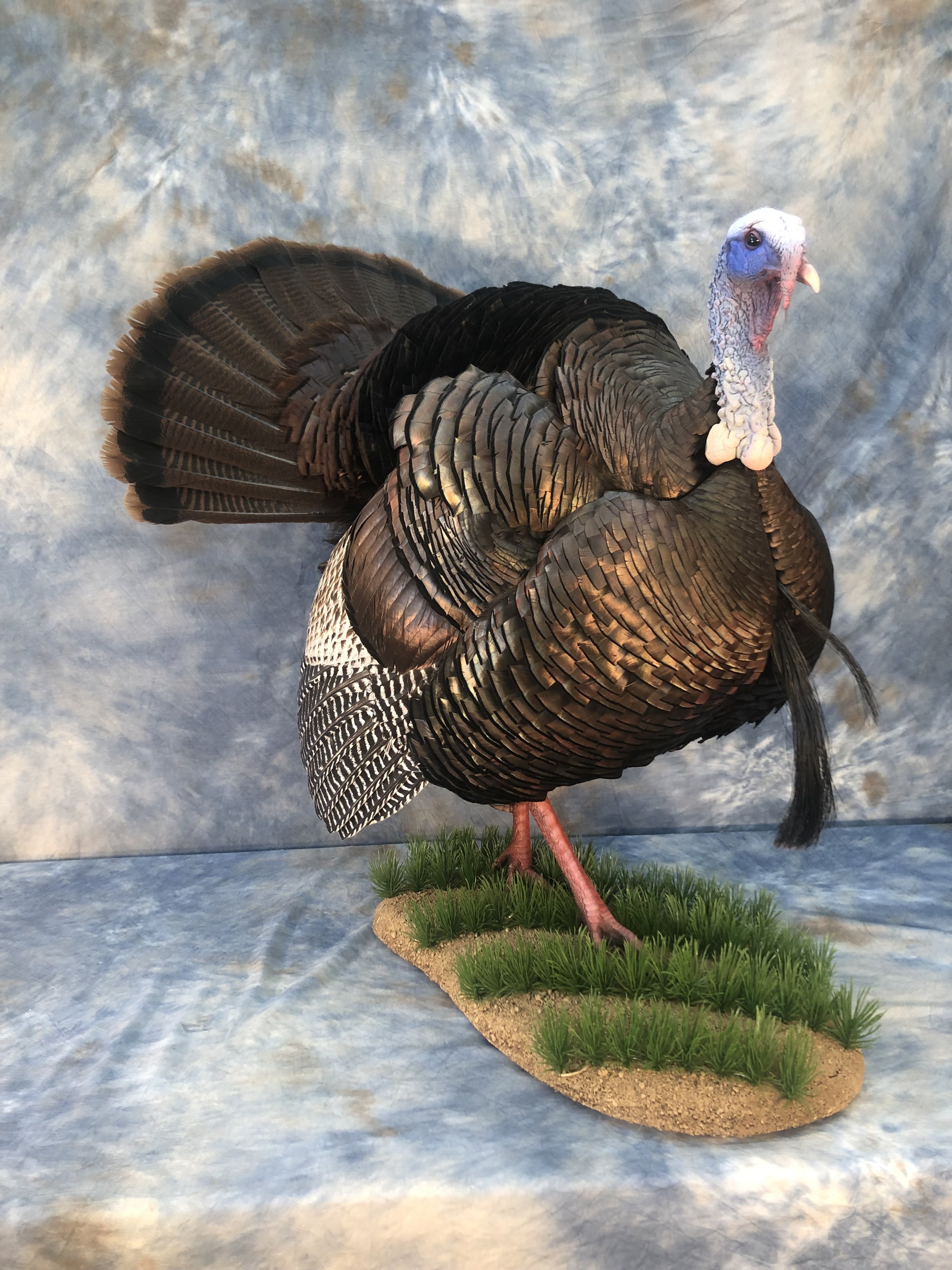 turkey 11.jpg