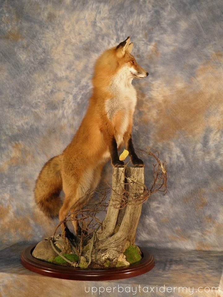 fox 1.JPG