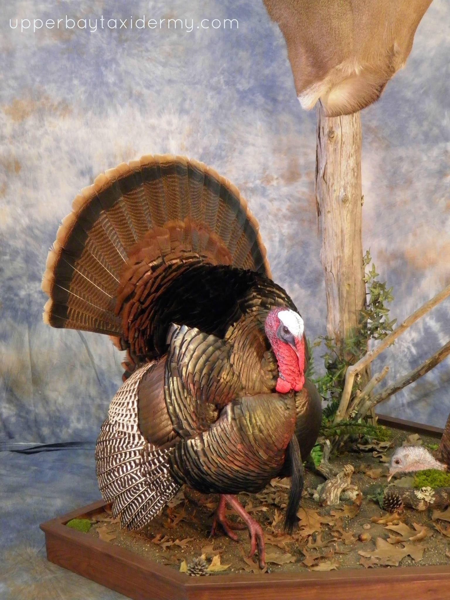 turkey 5.JPG