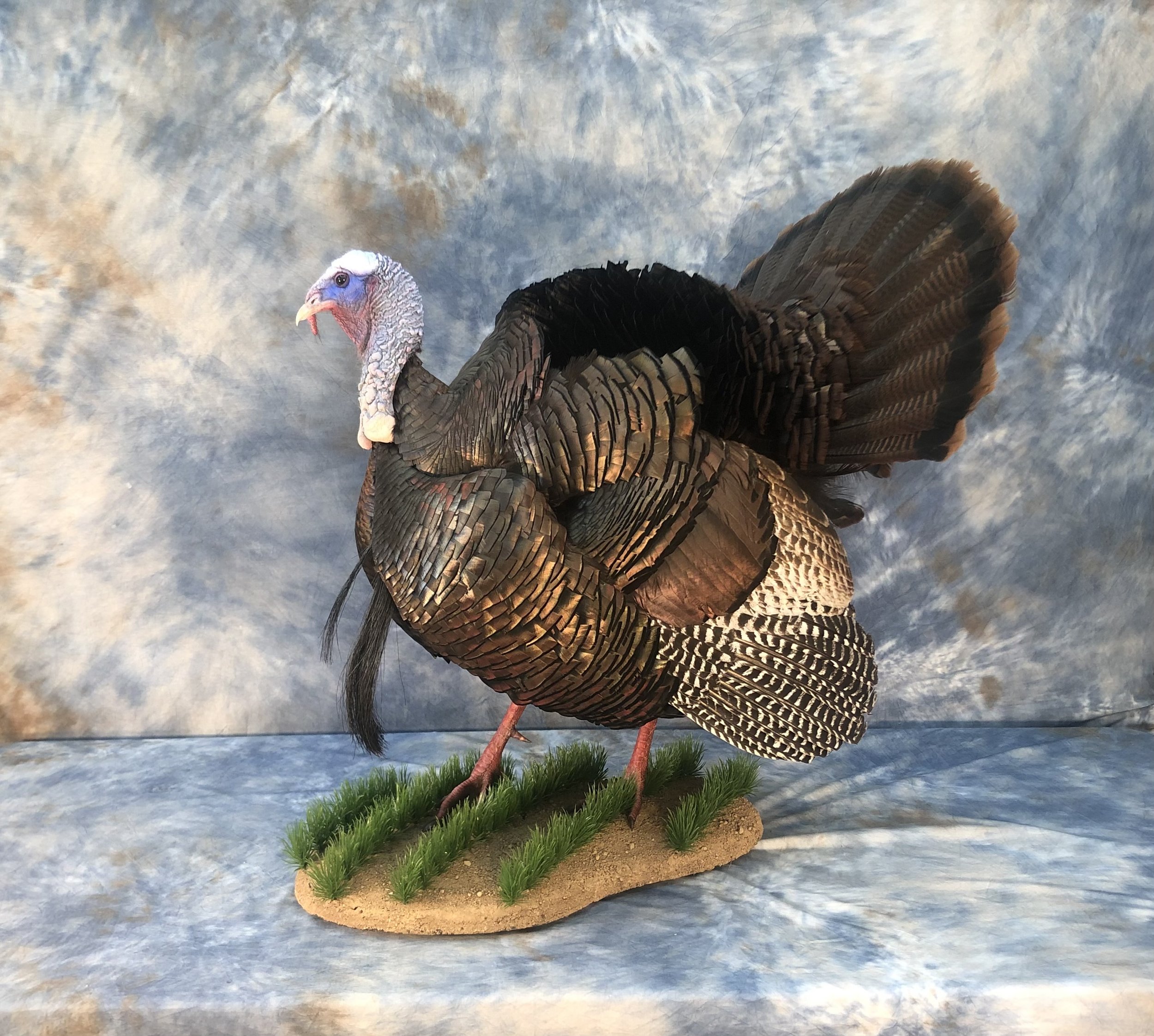turkey 10.jpg