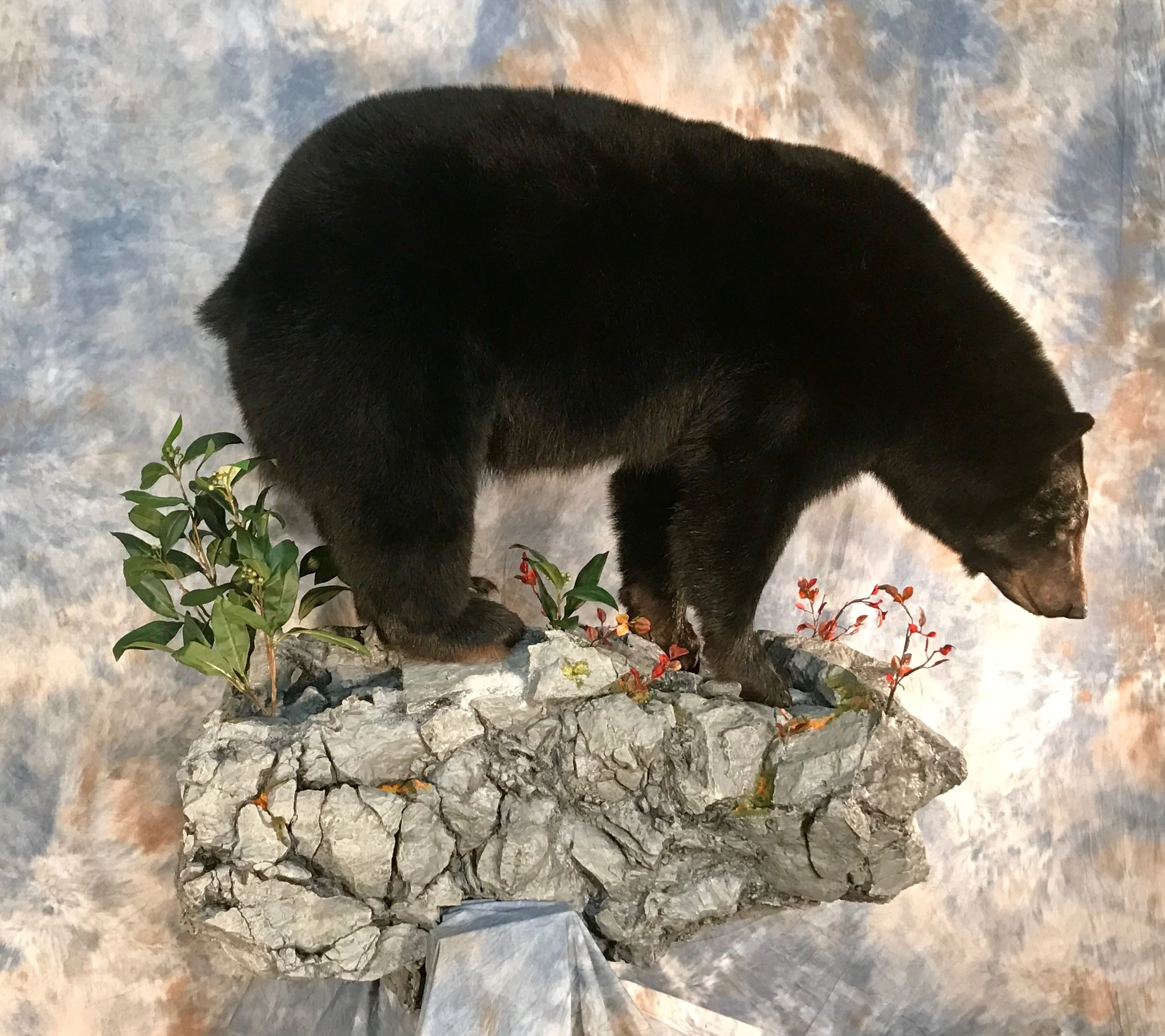 bear 1.JPG