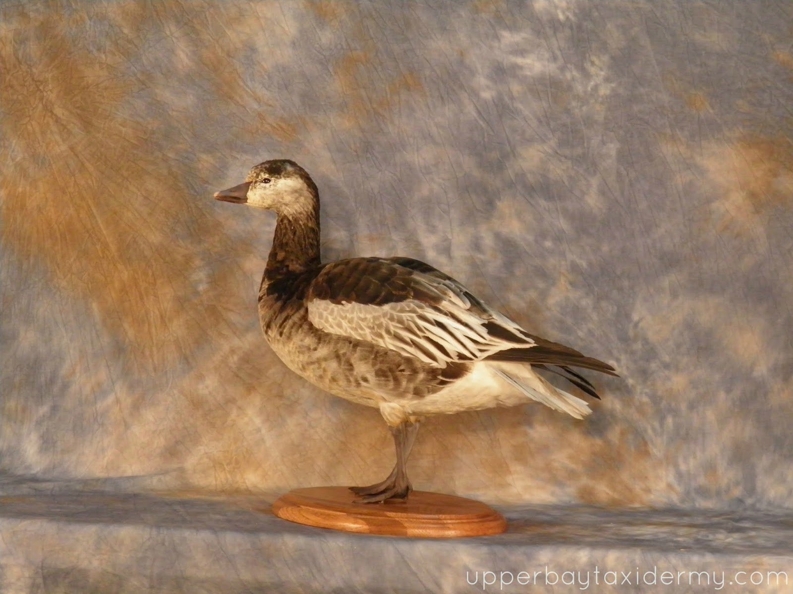 Immature Blue Phase Ross Goose, Walking Alert on Oak Panel