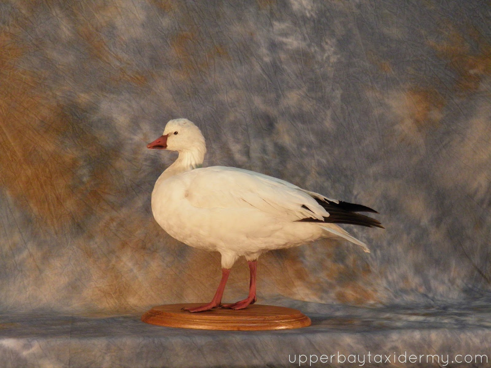 Ross Goose, Standing Relaxed on Oak Panel