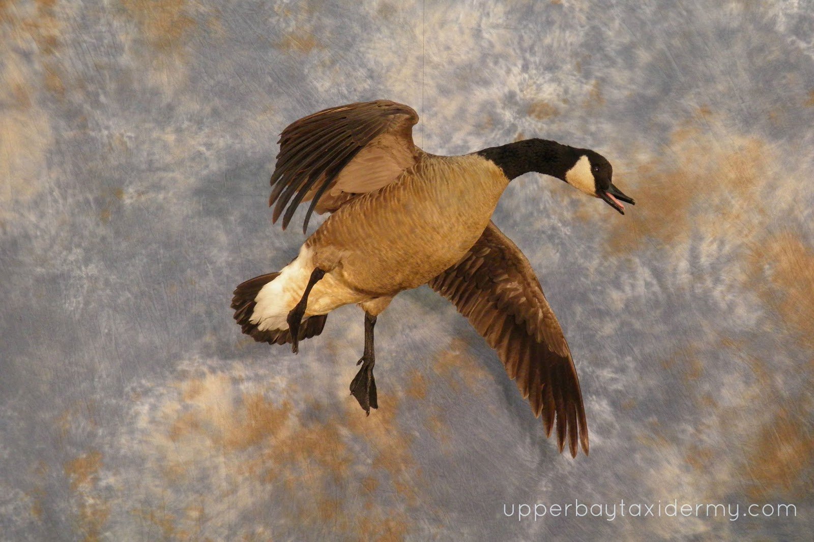 Canada Goose, Tolling Ceiling Mount, Open Mouth