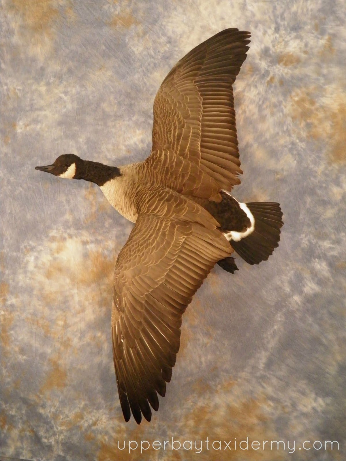 Canada Goose, Flying Wall Mount
