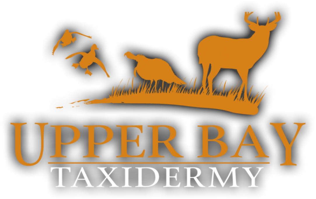 Upper Bay Taxidermy
