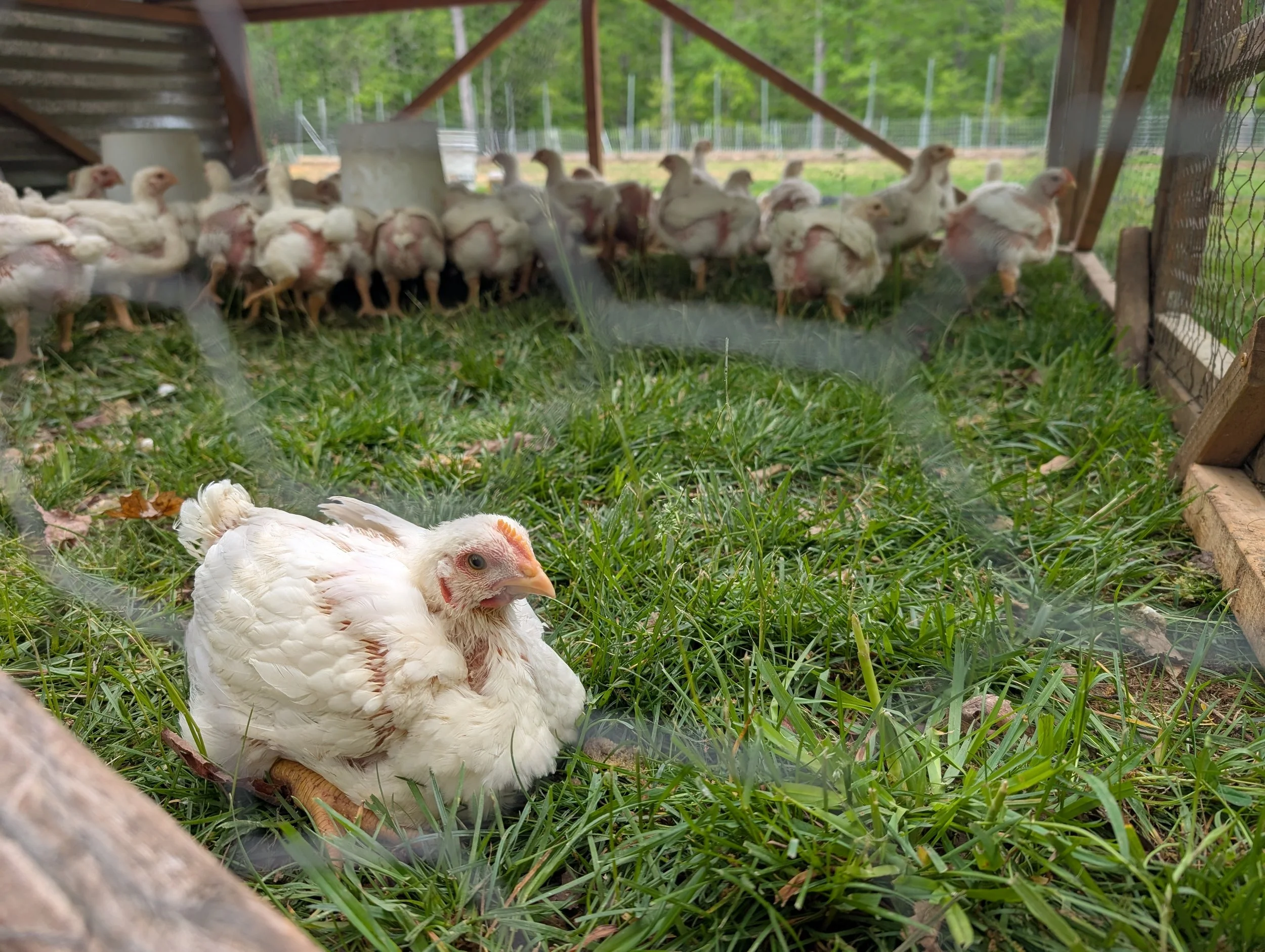Chicken in grass