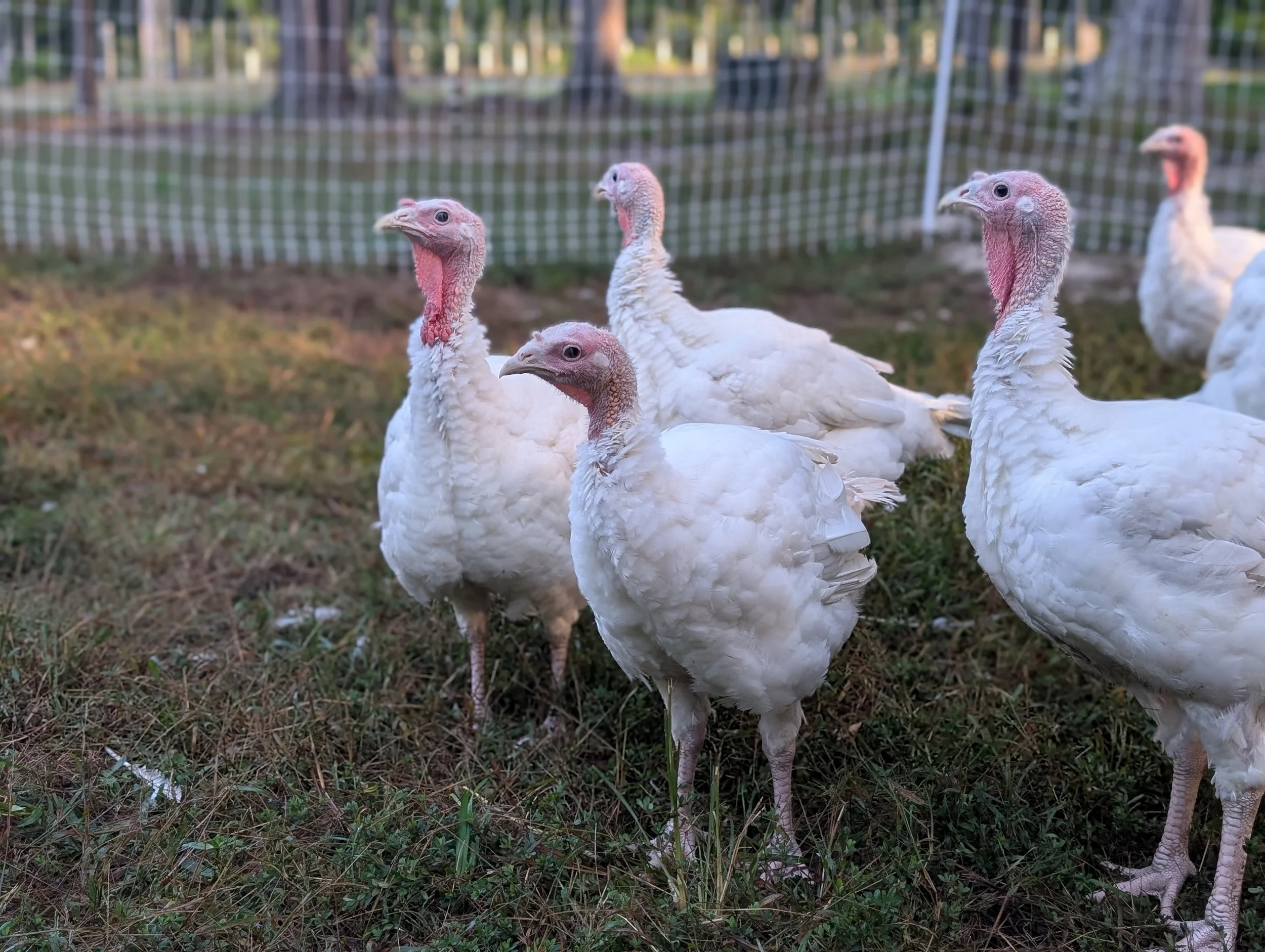 Turkeys