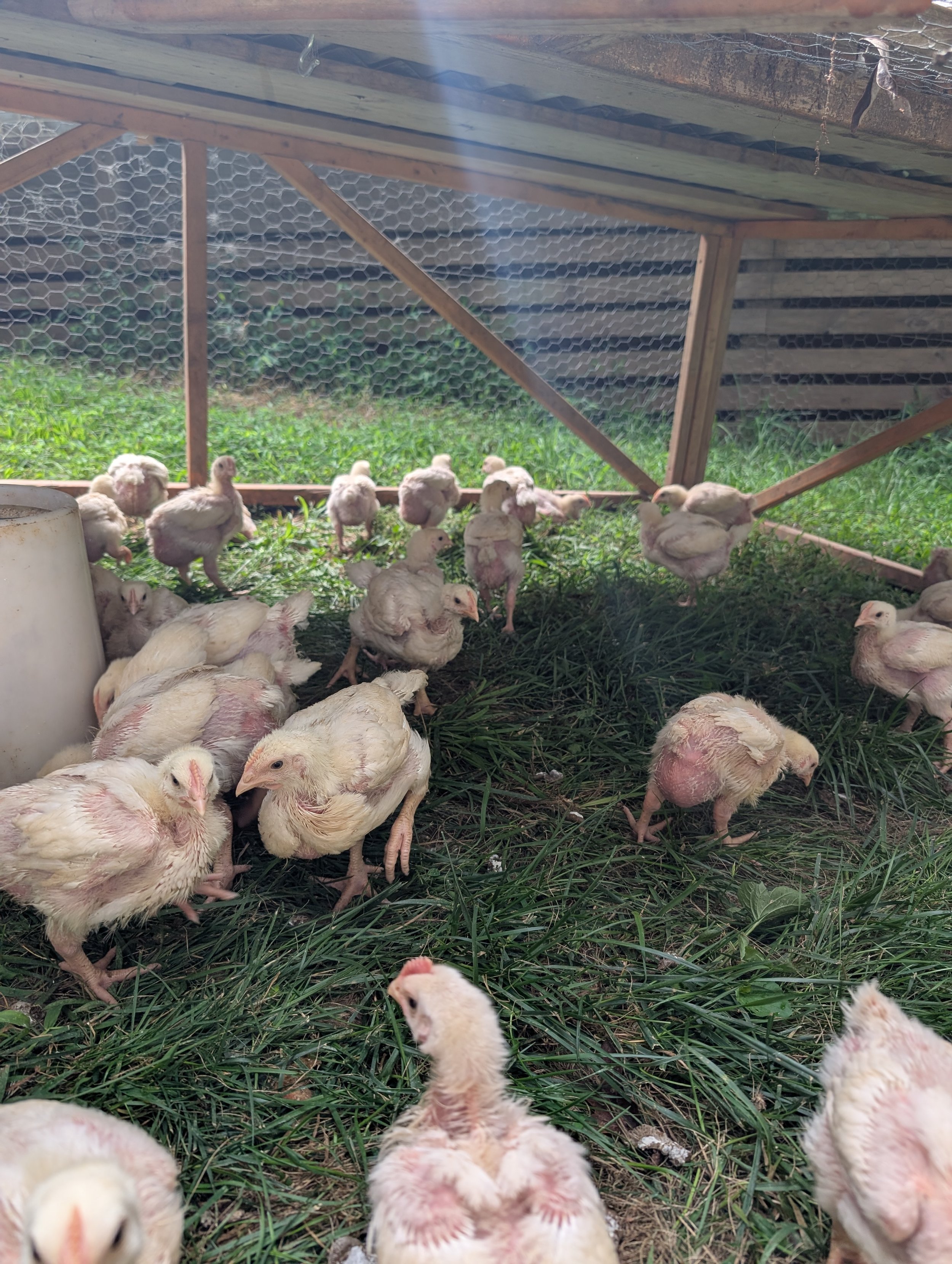 Broilers eating grass