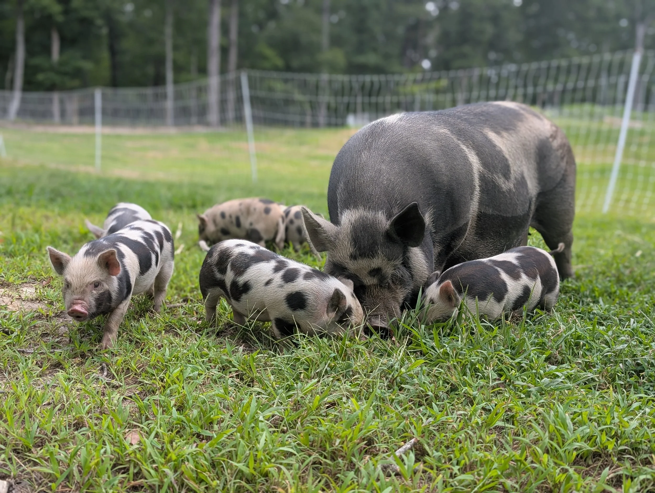 Mom and baby - KuneKunes