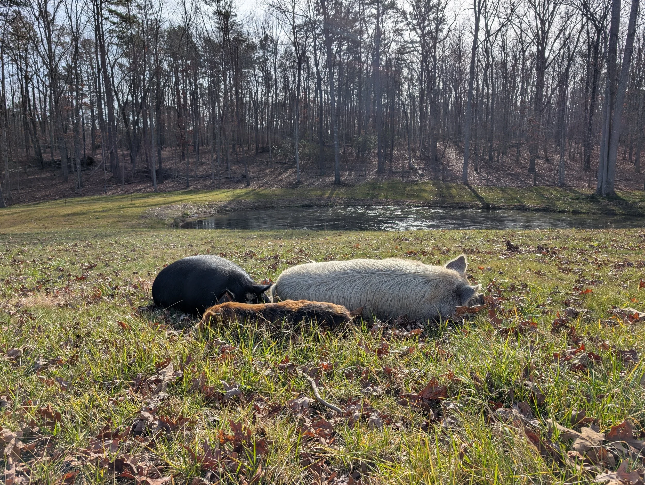 Pigs basking in the sun