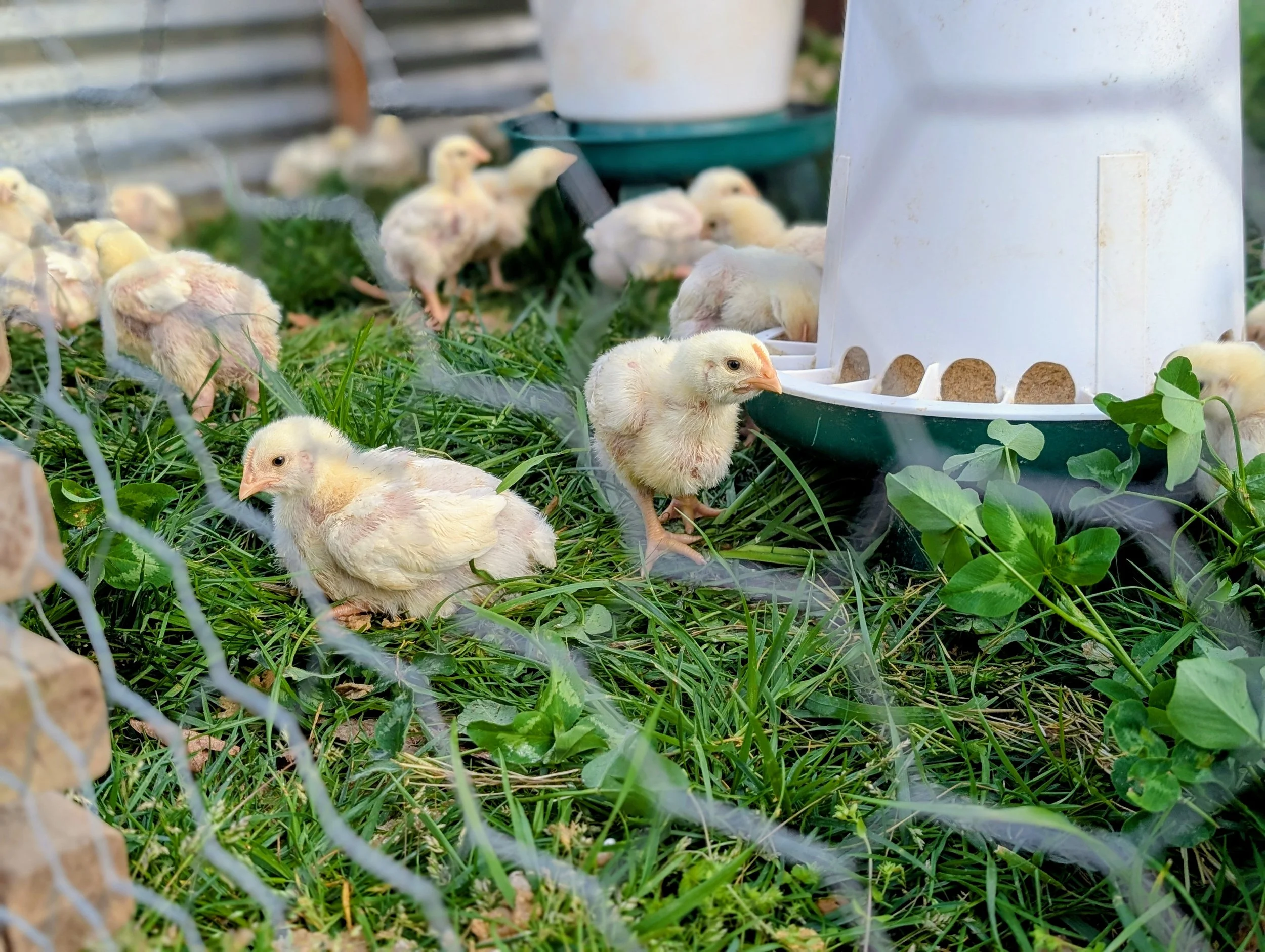 StonewoodFarmChicks