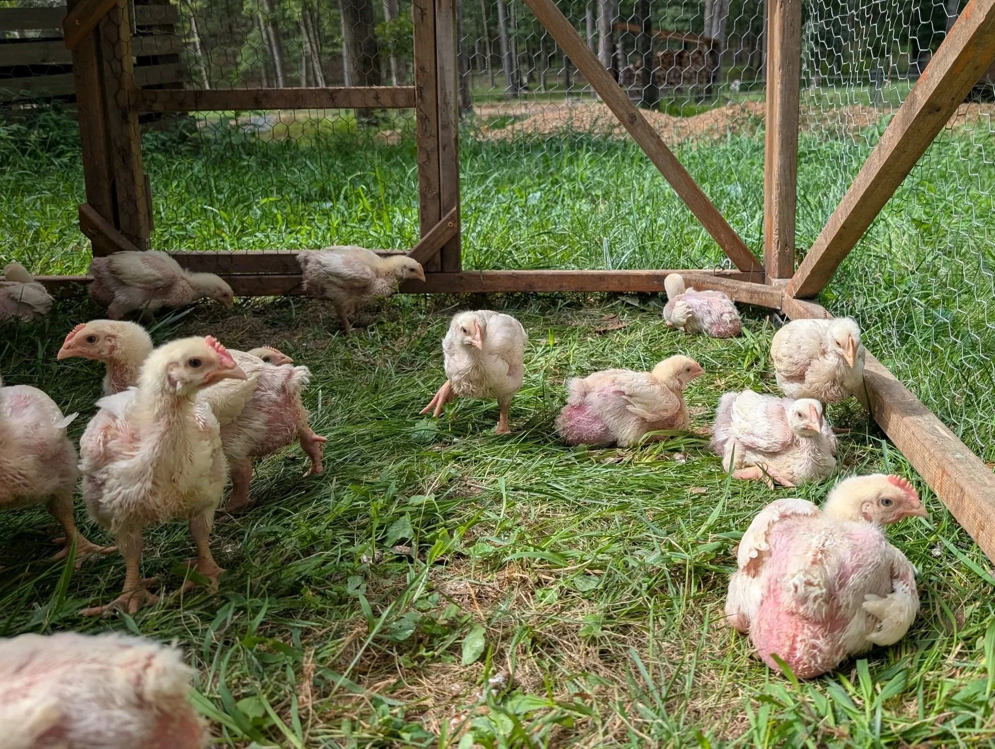 Chicken in clover
