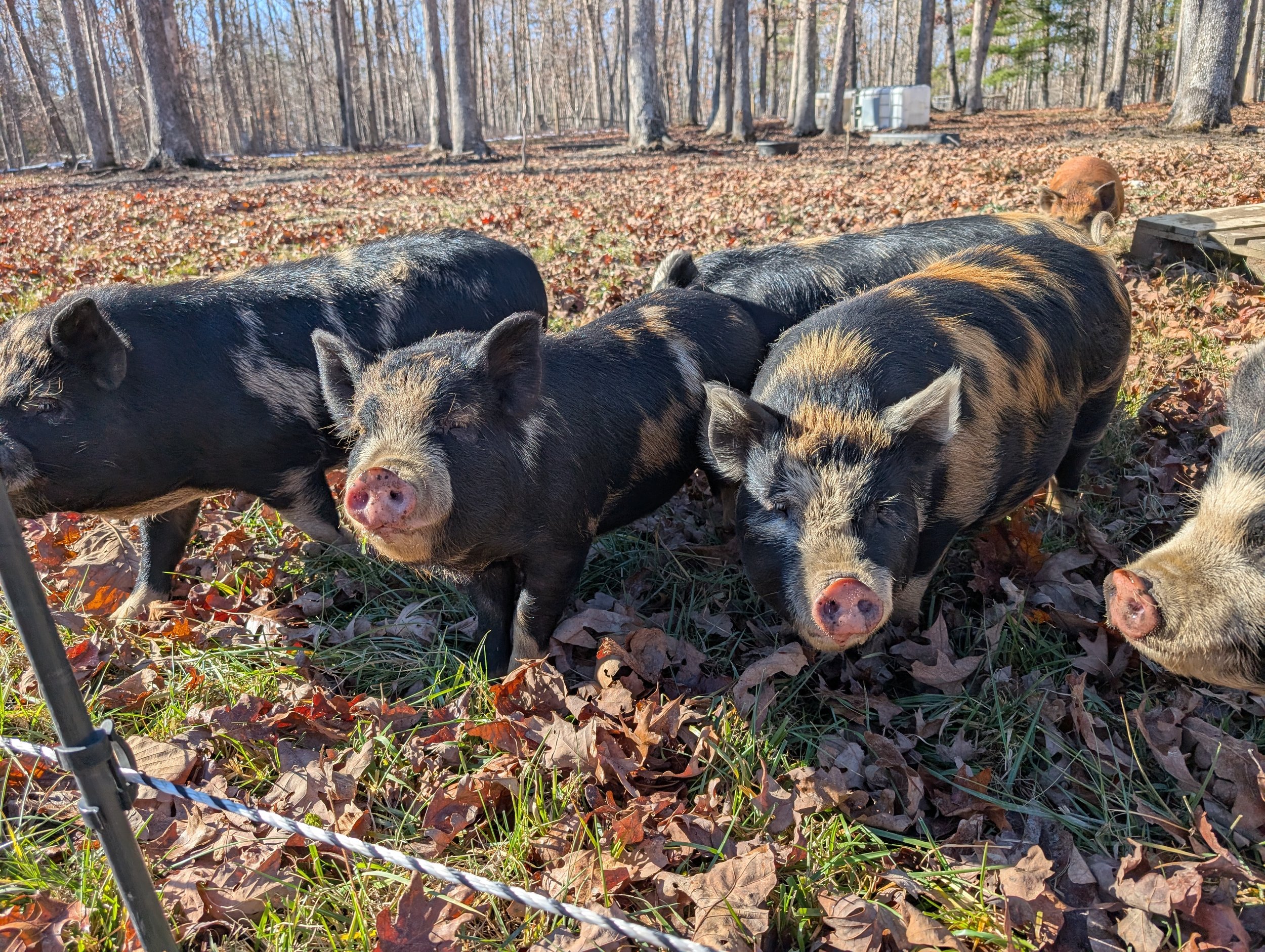 Young pigs in leaves