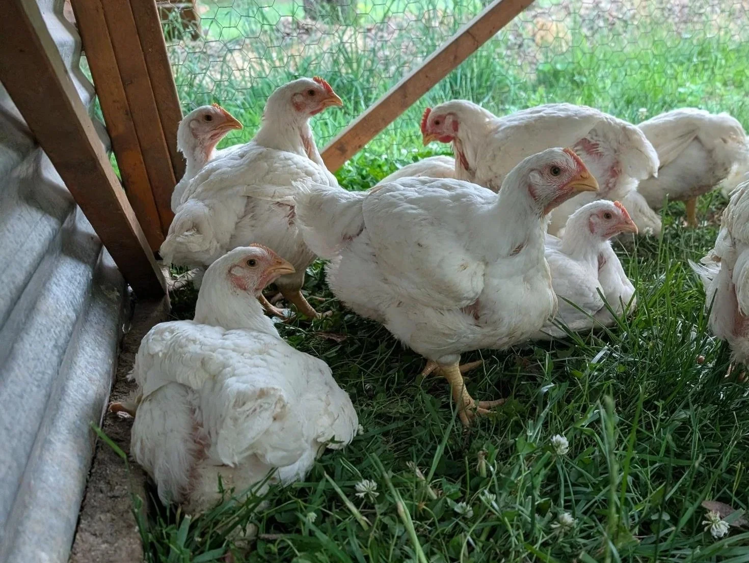 SWF Broilers