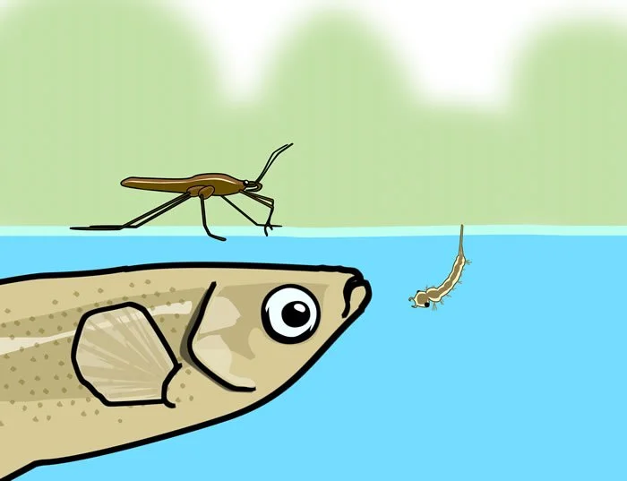 The Surface Microlayer