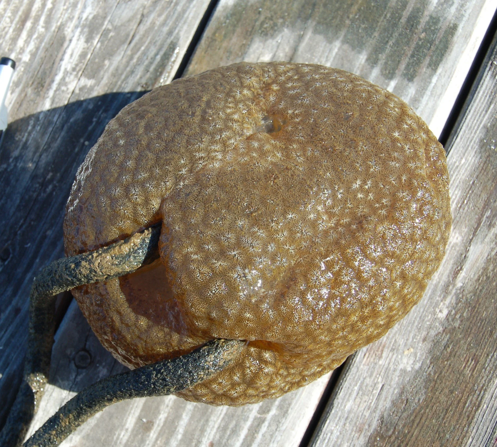 Strange Creatures in Missouri Lakes