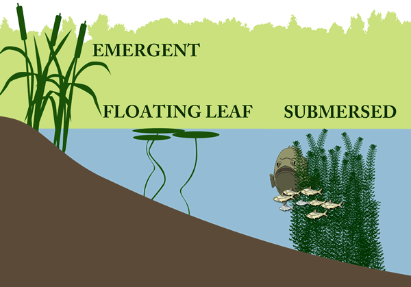 A (very) Brief Introduction to Aquatic Plants
