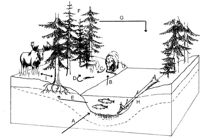 Bears, Salmon, and Water Quality