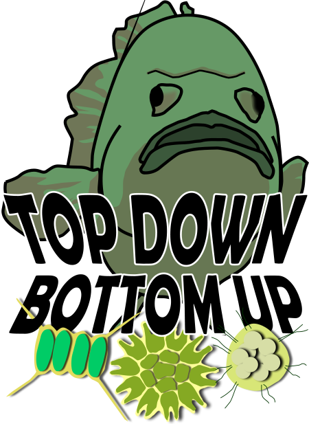 Top Down vs. Bottom Up