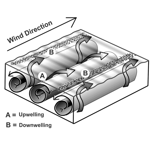 Windrows and Scumlines