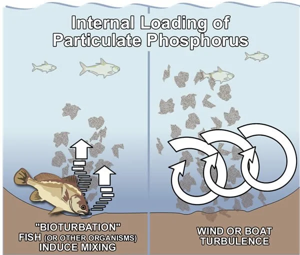 Phosphorus From Within