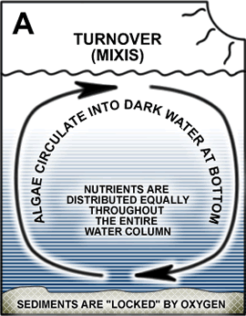 Algae, Algae, All Year 'Round!