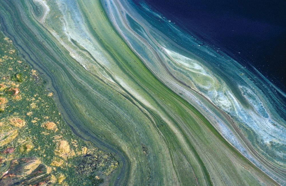 photo of algae bloom